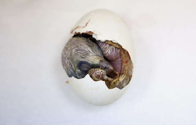 رابطة علماء أهل السنة