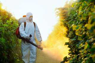 مصر ... الإفراط في المبيدات دمر سمعة مصر الزراعية وتسبب في تراجع الصادرات