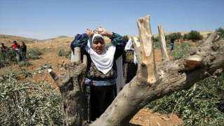 فلسطين... عصابات ”فتية التلال” اليهودية الإرهابية تعتدي على مزارع الزيتون وتسرق المحاصيل