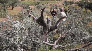 فلسطين... الاحتلال ينفذ حملة اعتقالات بالضفة والمستوطنون يقتلعون 300 شجرة زيتون