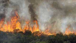 الجزائر.. ارتفاع حصيلة ضحايا حرائق الغابات إلى 26